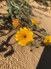 Reichardia tingitana