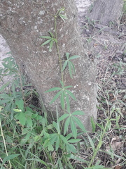 Cissus palmata
