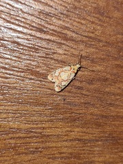 Nodozana hieroglyphica