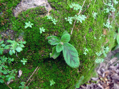 Gloxinia erinoides