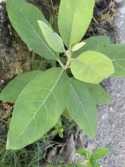 Pluchea carolinensis