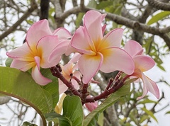 Plumeria