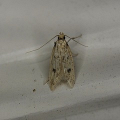 Carolana ascriptella