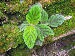 Gloxinia erinoides