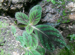 Gloxinia erinoides