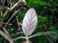 Gloxinia erinoides