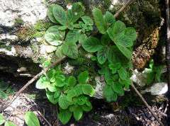 Gloxinia erinoides