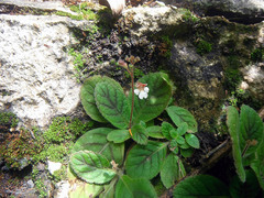 Gloxinia erinoides