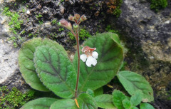 Gloxinia erinoides