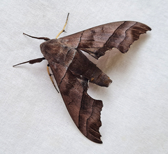 Polyptychus trilineatus