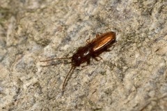 Placonotus testaceus