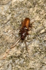 Placonotus testaceus