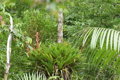 Vriesea philippocoburgi
