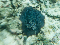 Asteronotus cespitosus