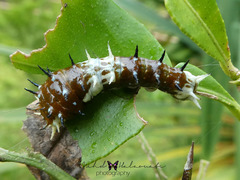 Papilio aegeus ormenus
