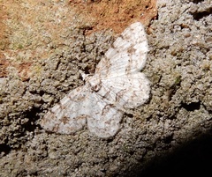 Myrioblephara