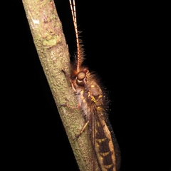 Ameropterus