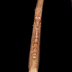 Ameropterus