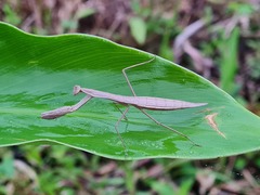 Eumusonia