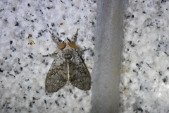 Calliteara pudibunda