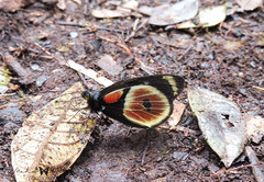 Delias castaneus