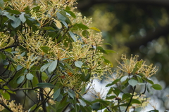 Machilus chekiangensis