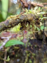 Platystele posadarum