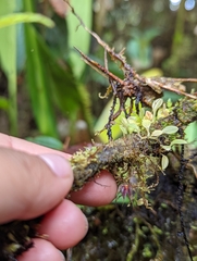 Platystele posadarum