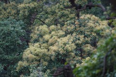 Machilus chekiangensis