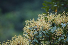 Machilus chekiangensis
