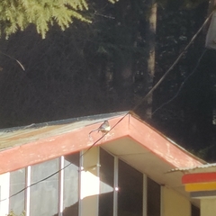 Urocissa flavirostris