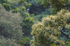 Machilus chekiangensis