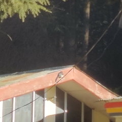 Urocissa flavirostris