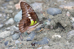 Graphium wallacei