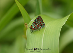 Hypochrysops pythias