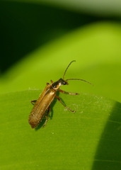 Rhagonycha testacea