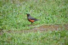 Turdus fulviventris