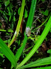 Scinax tymbamirim