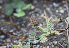 Hypochrysops polycletus
