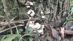 Schizophyllum commune