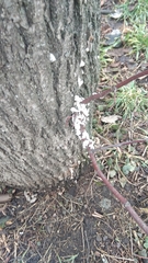 Schizophyllum commune