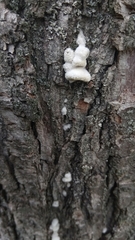 Schizophyllum commune