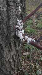Schizophyllum commune