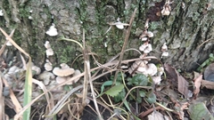 Schizophyllum commune