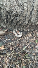 Schizophyllum commune