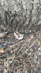 Schizophyllum commune