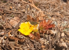 Potentilla humifusa