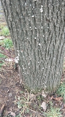 Schizophyllum commune