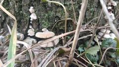 Schizophyllum commune