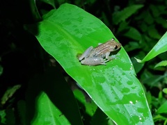 Scinax tymbamirim
